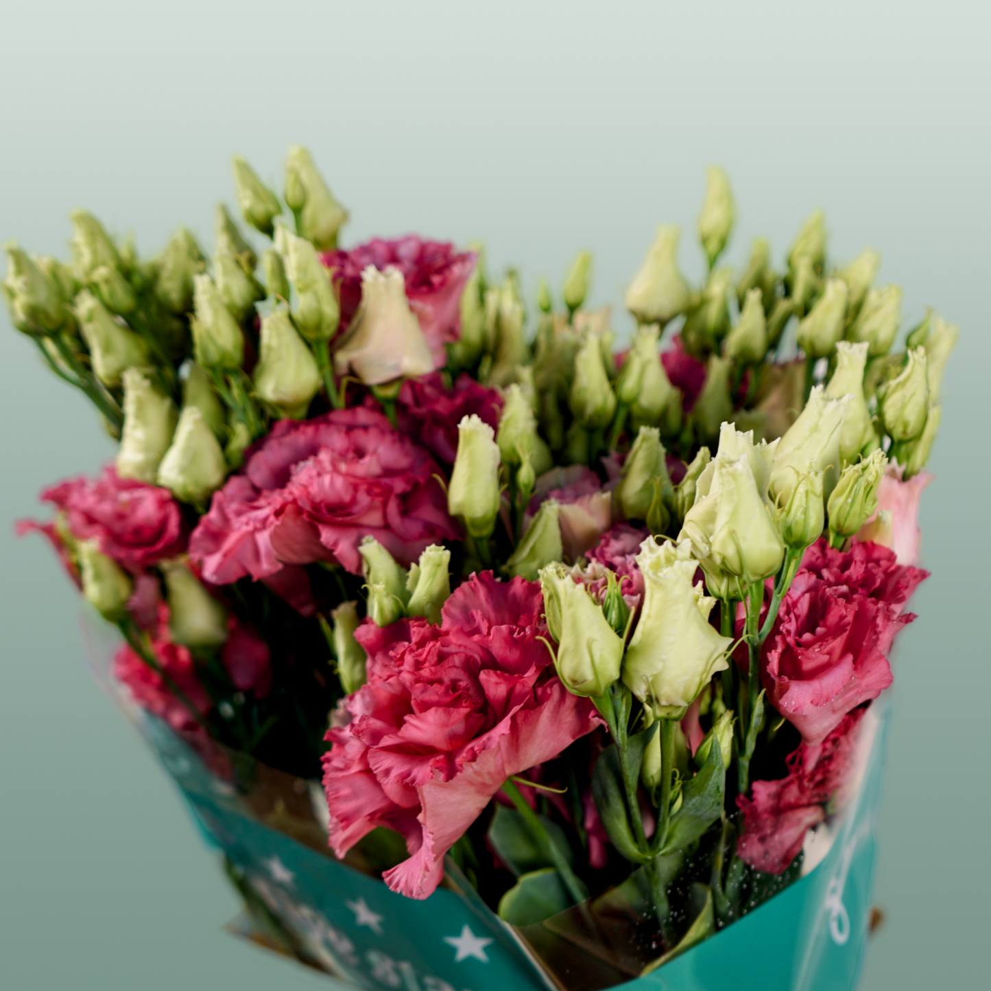 Eustoma Alissa Rose (10 Stems)