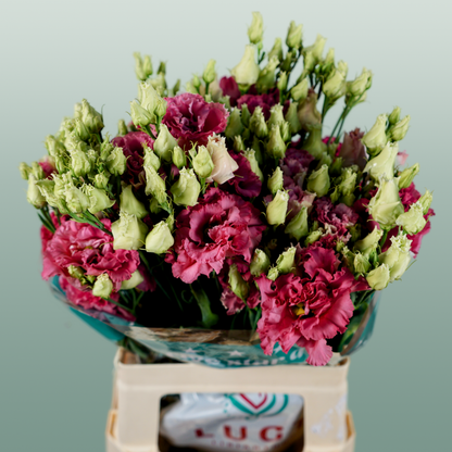 Eustoma Alissa Rose (10 Stems)