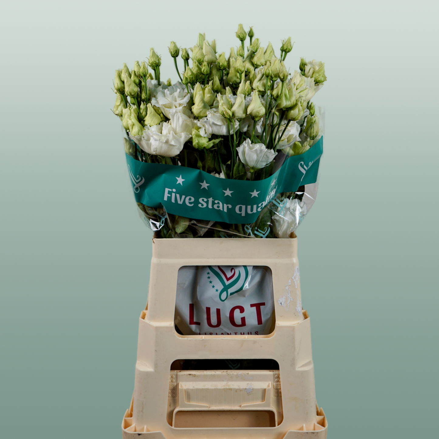 Eustoma Alissa White (10 Stems)