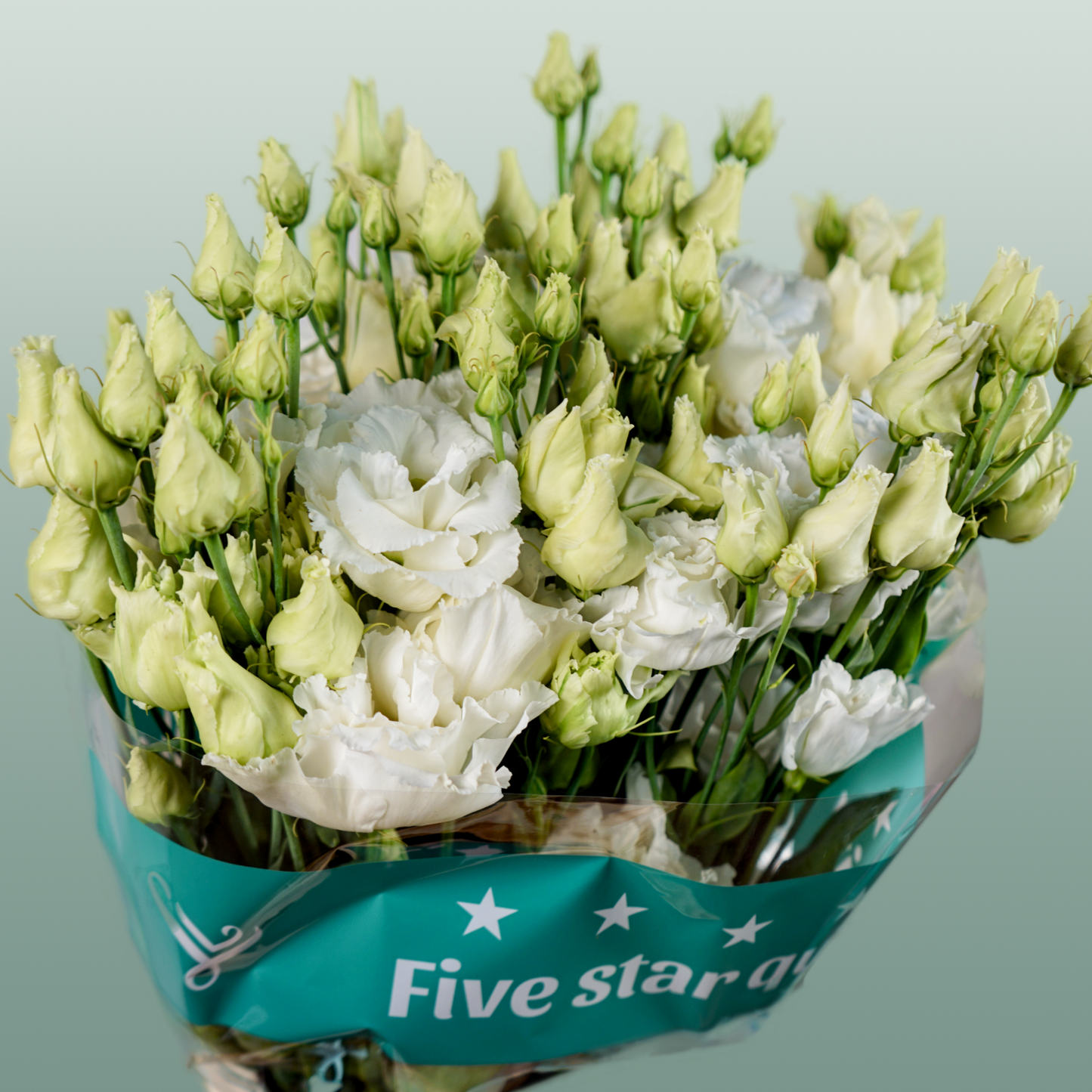 Eustoma Alissa White (10 Stems)