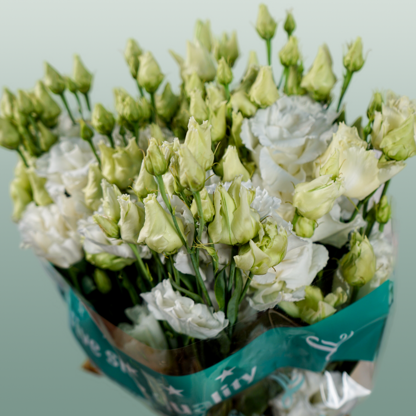 Eustoma Alissa White (10 Stems)