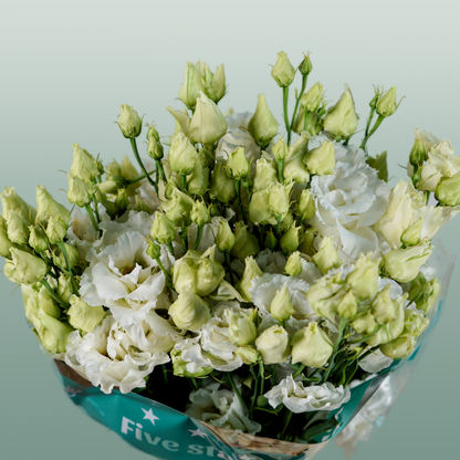 Eustoma Alissa White (10 Stems)