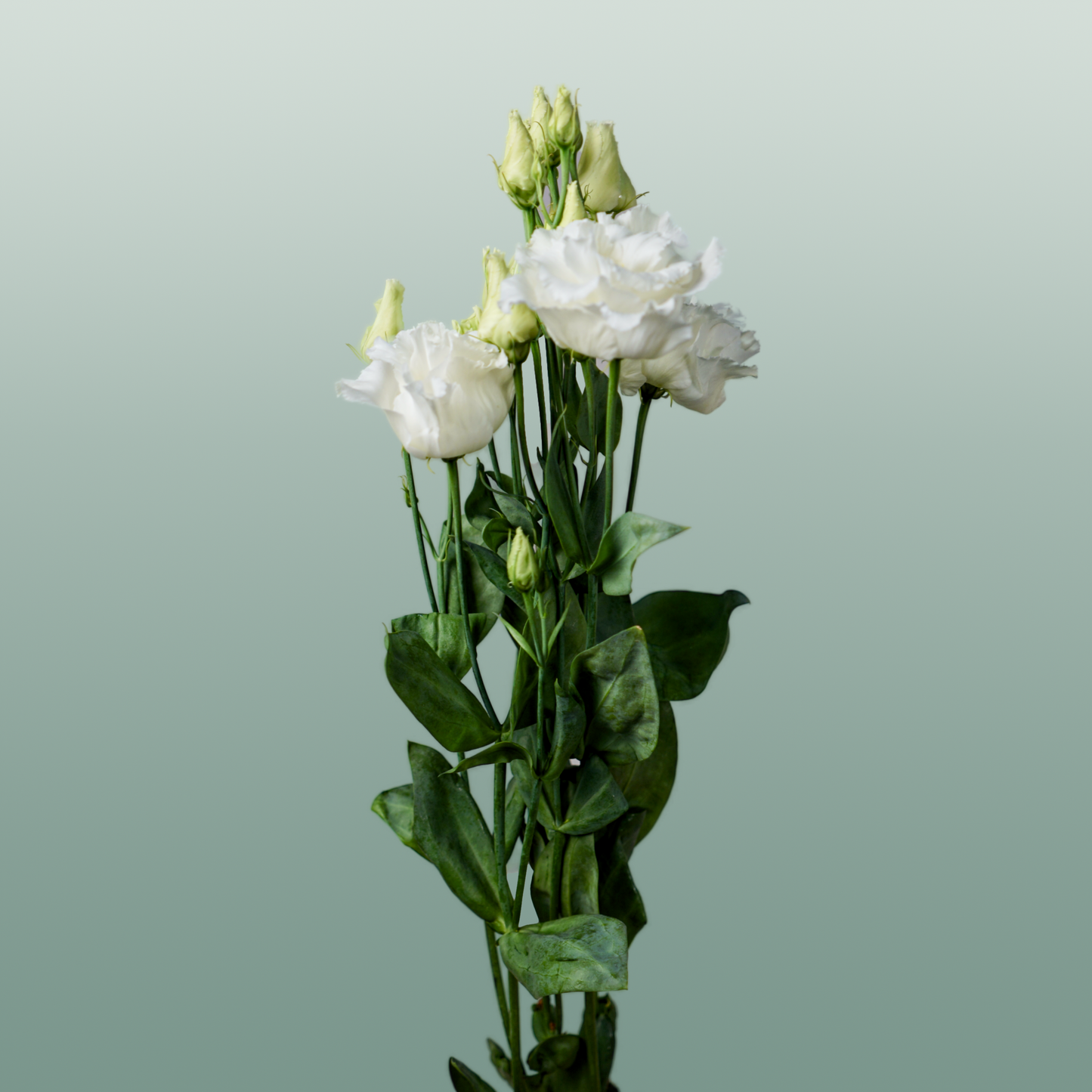 Eustoma Alissa White (10 Stems)