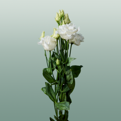 Eustoma Alissa White (10 Stems)