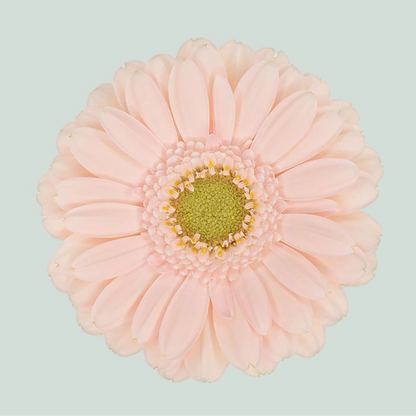 Germini Alix Noor (20 Stems)