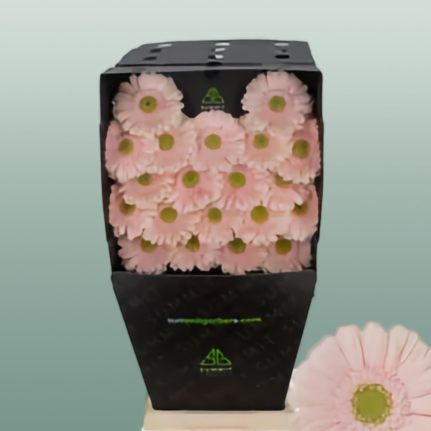 Germini Alix Noor (20 Stems)