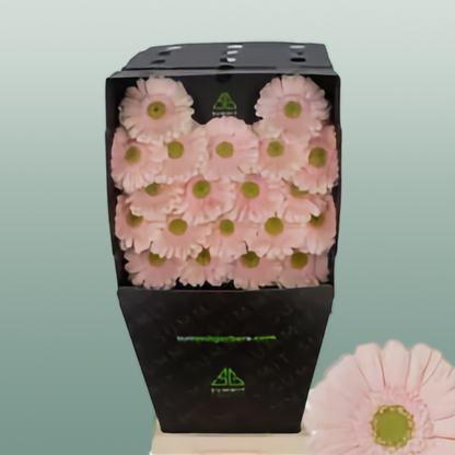 Germini Alix Noor (20 Stems)