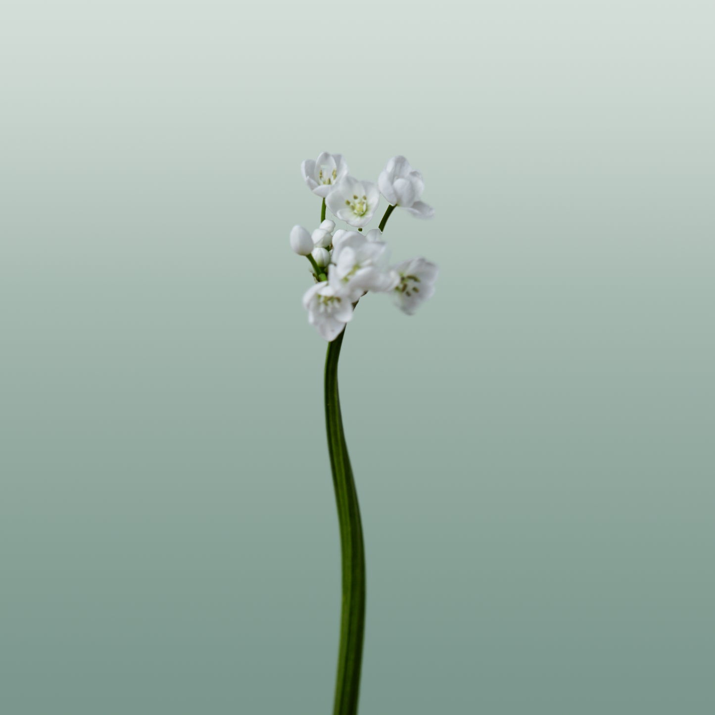 Allium Flocon