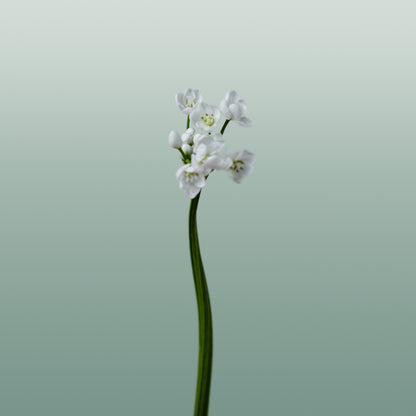 Allium Flocon