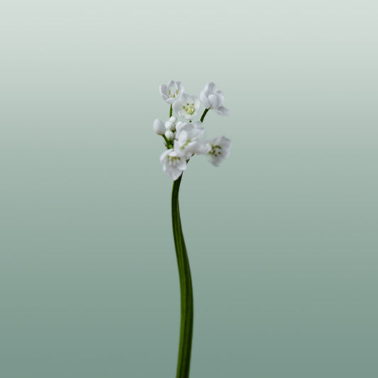 Allium Flocon