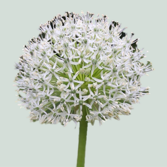 Allium Mount Everest (10 Stems)