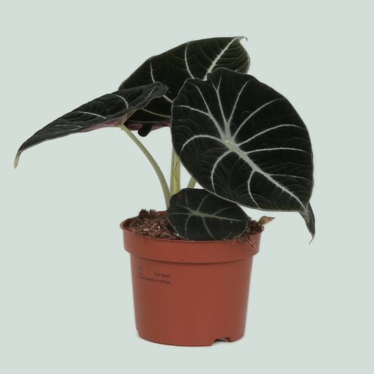 Alocasia Black Velvet - 35cm