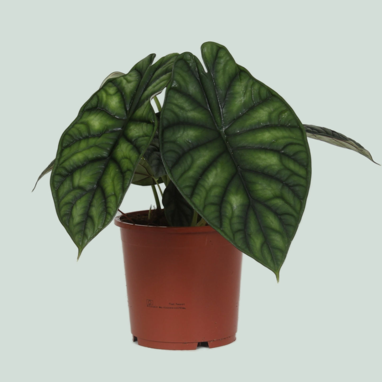 Alocasia Dragon Scale -30cm