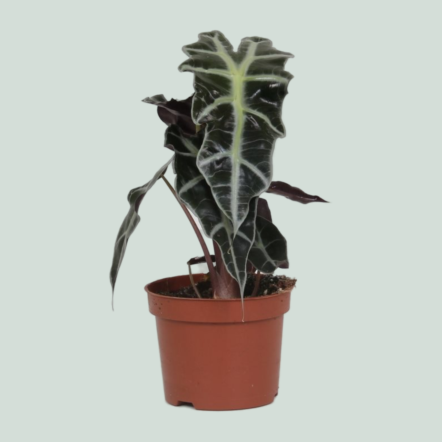 Alocasia Polly - 30cm