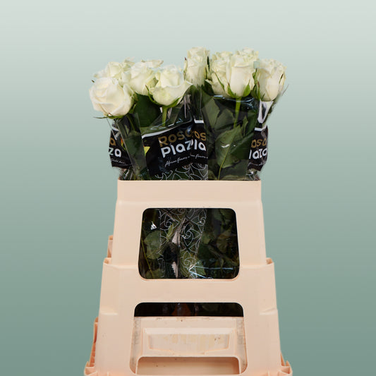 Rose Alpe D'Huez (20 Stems)