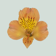 Alstroemeria Aurora