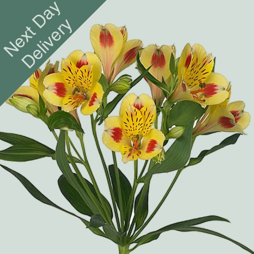 Alstroemeria Bali - 10 Stems (Next Day)
