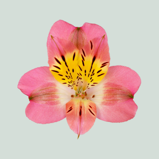 Alstroemeria Beluga (10 Stems)