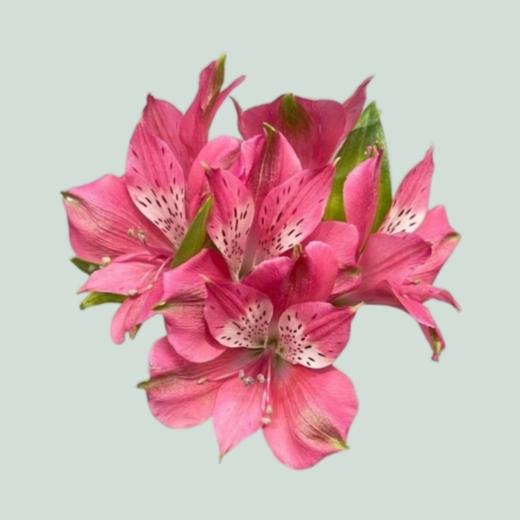 Alstroemeria Bubblicious