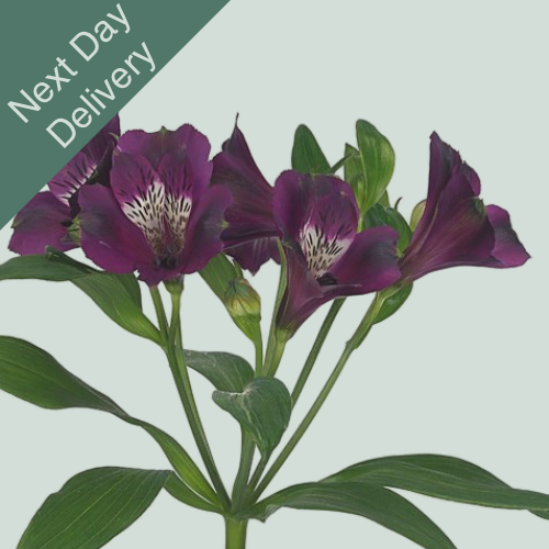 Alstroemeria Carline - 10 Stems (Next Day)
