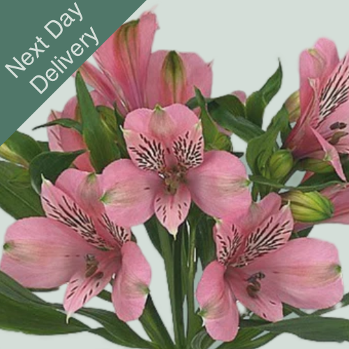 Alstroemeria Elegance - 10 Stems (Next Day)