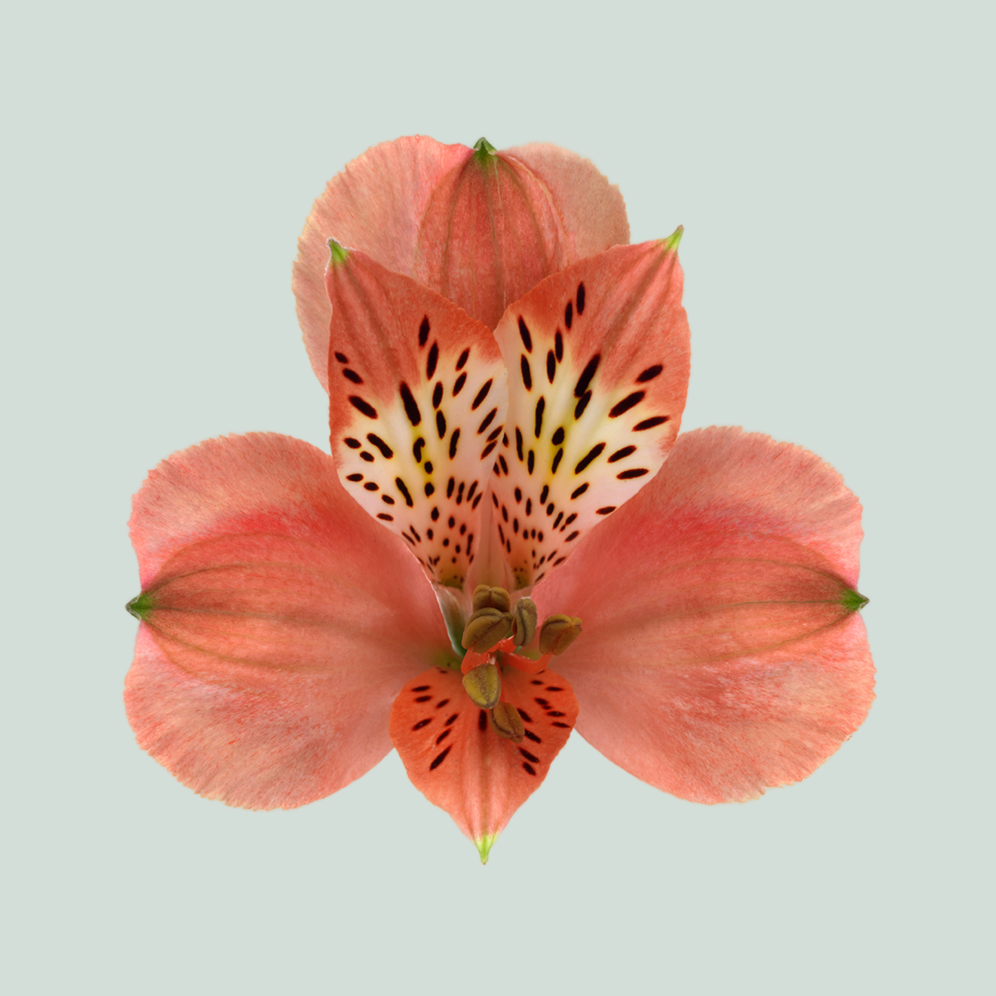 Alstroemeria Estee (10 Stems)