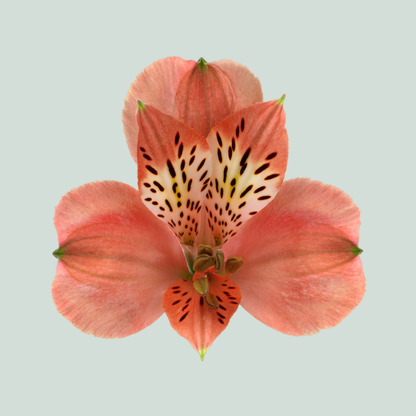 Alstroemeria Estee