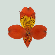 Alstroemeria Hiphop