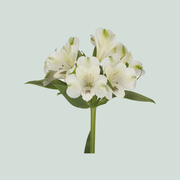 Alstroemeria Icy Mist