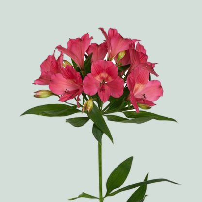 Alstroemeria Intenz Dark Pink (10 Stems)