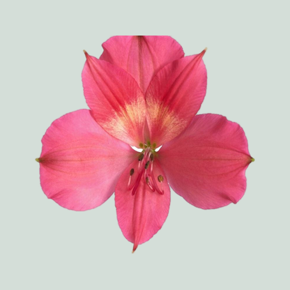 Alstroemeria Intenz Dark Pink (10 Stems)