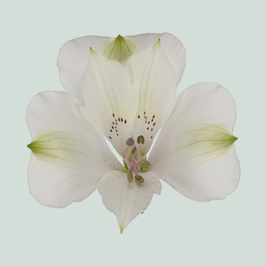 Alstroemeria Kensi (10 Stems)