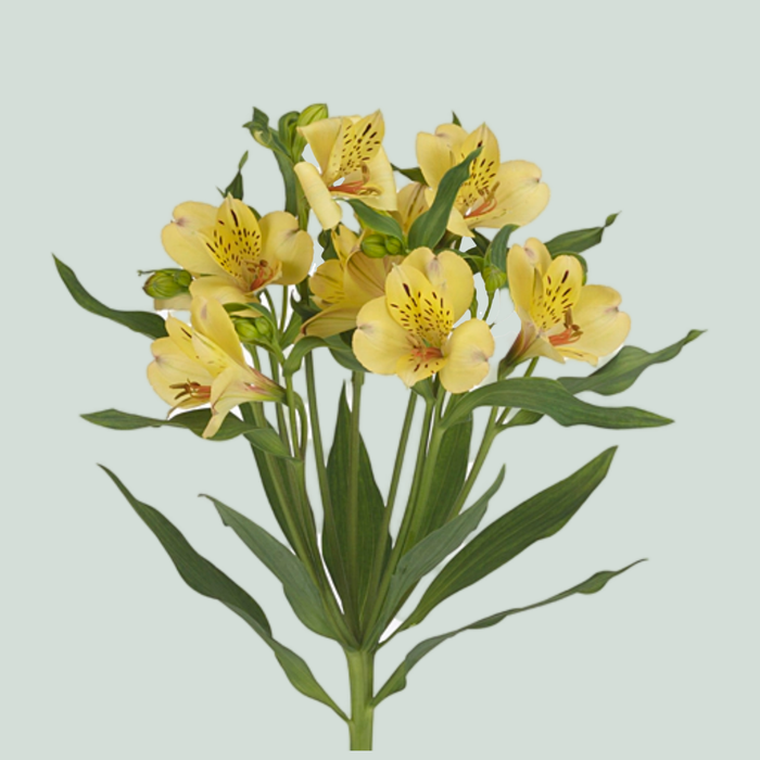 Alstroemeria Morning Star (10 Stems)