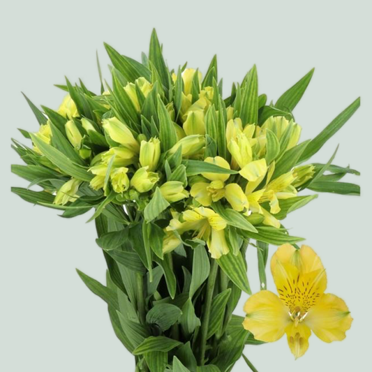 Alstroemeria Nalani (10 Stems)