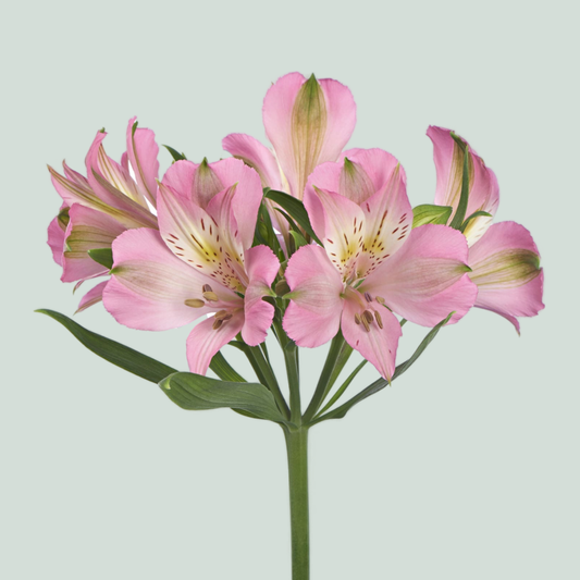 Alstroemeria Posh Pink (10 Stems)