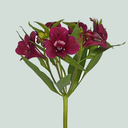 Alstroemeria Purple Candy (10 Stems)