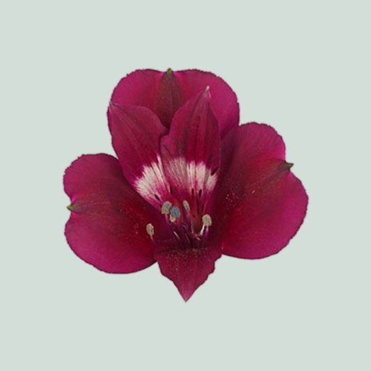 Alstroemeria Purple Candy (10 Stems)