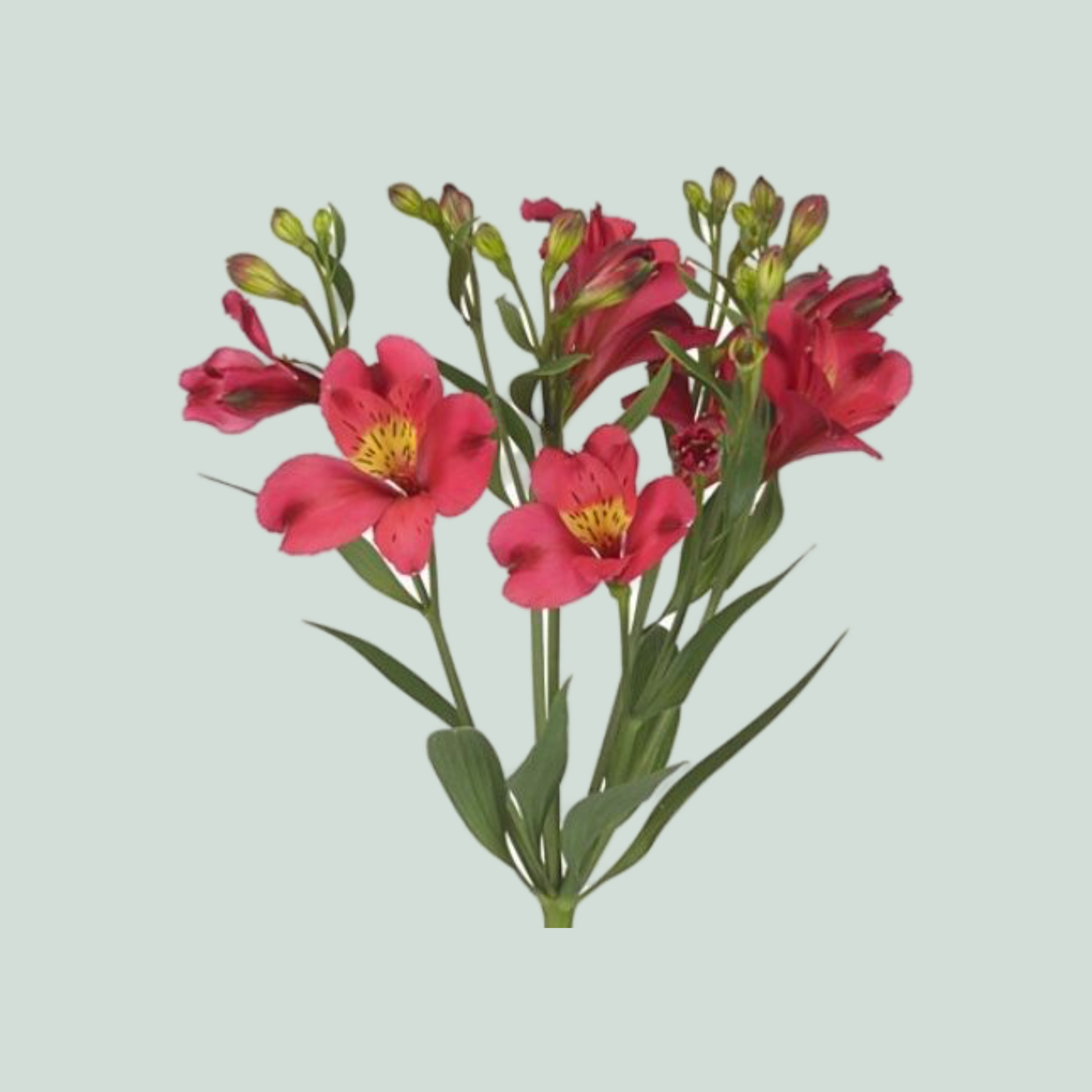 Alstroemeria Sangria (10 Stems)