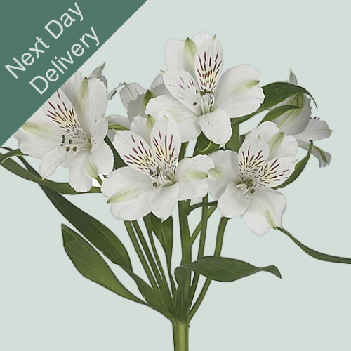 Alstroemeria Virginia - 10 Stems (Next Day)