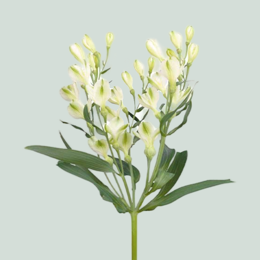 Alstroemeria White Pearls (10 Stems)