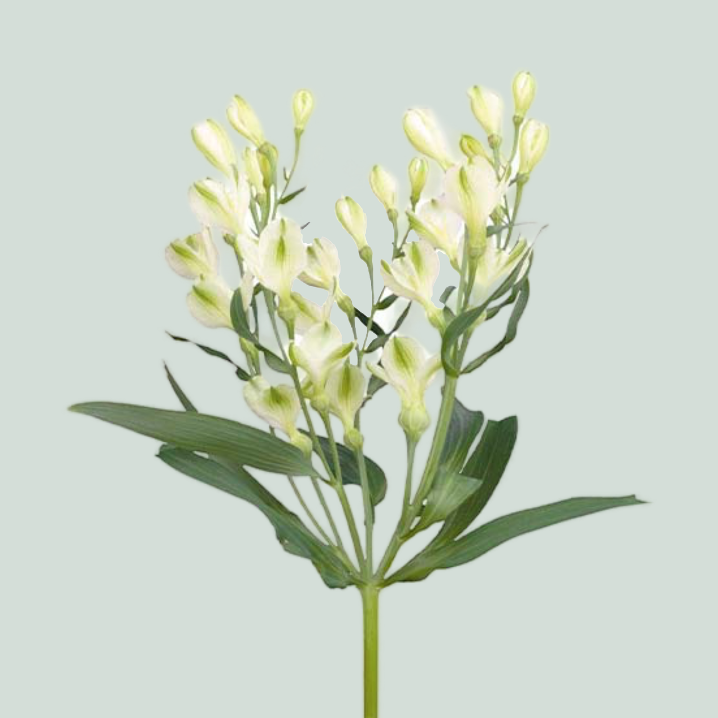 Alstroemeria White Pearls