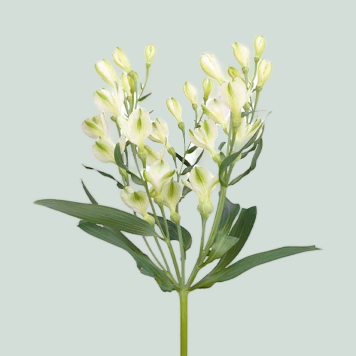 Alstroemeria White Pearls