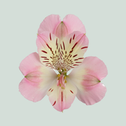 Alstroemeria Wonder Sweet