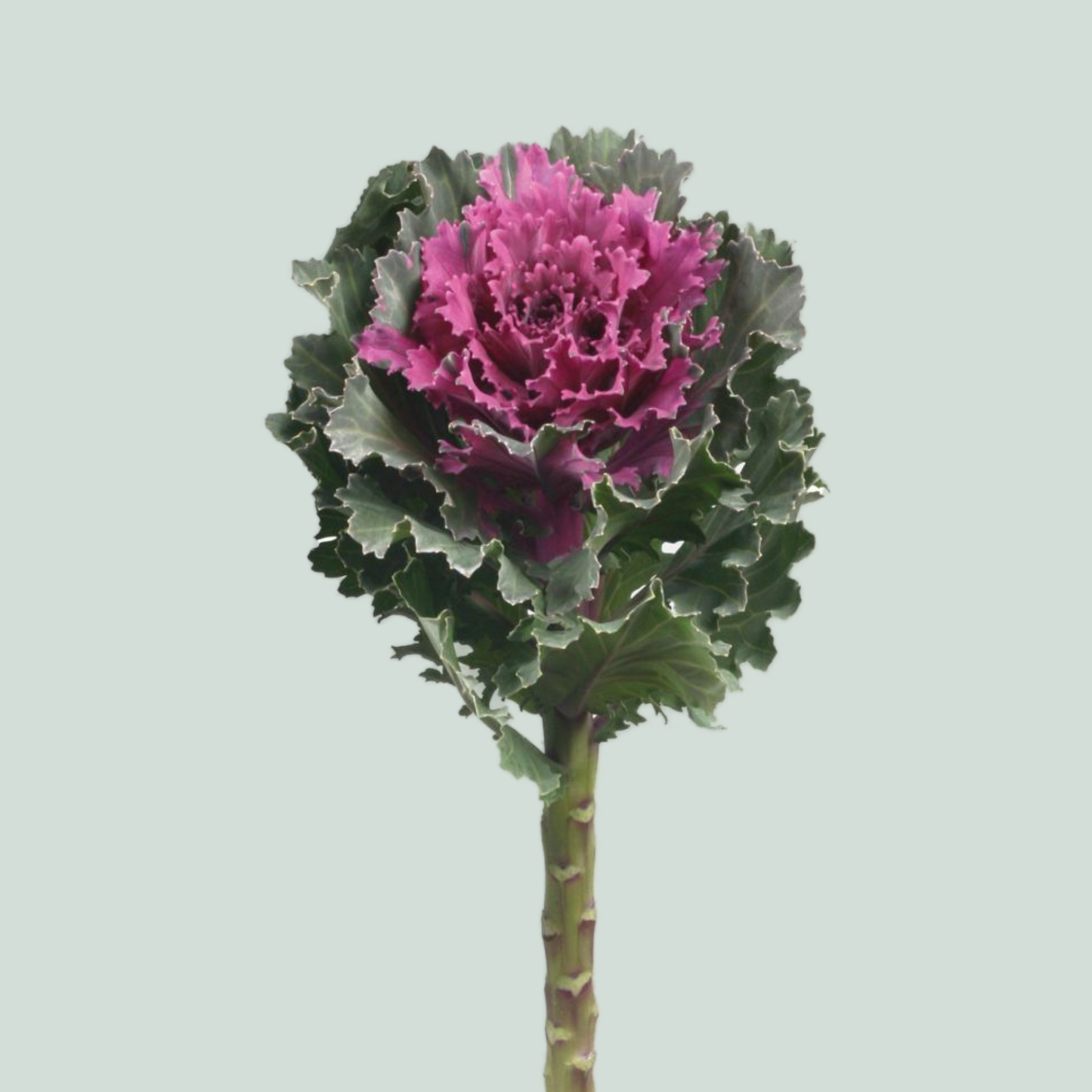 Brassica Altair (10 Stems)