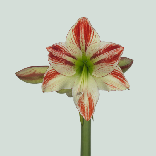 Amaryllis Ambiance (15 Stems)