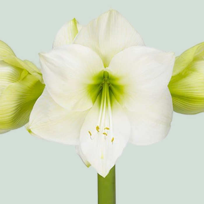 White Amaryllis ‘Casablanca’ – 70cm Stems