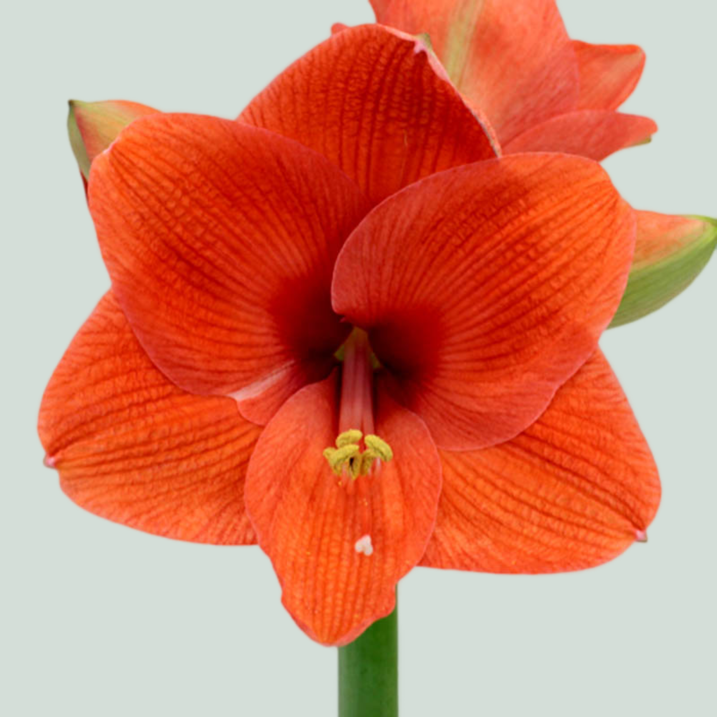 Amaryllis Desire (15 Stems)