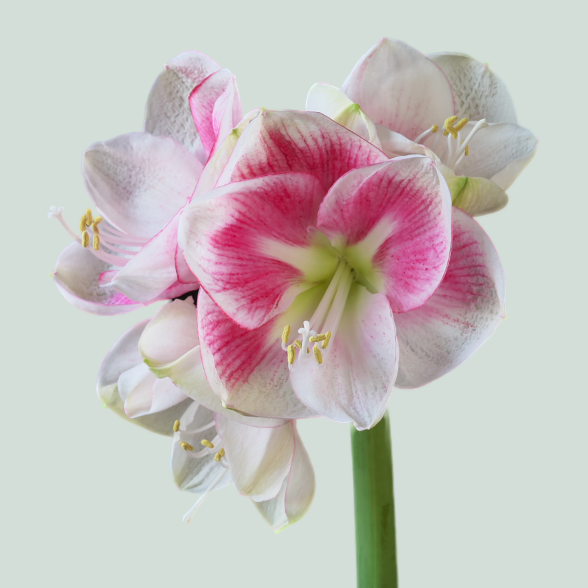 Amaryllis Exception