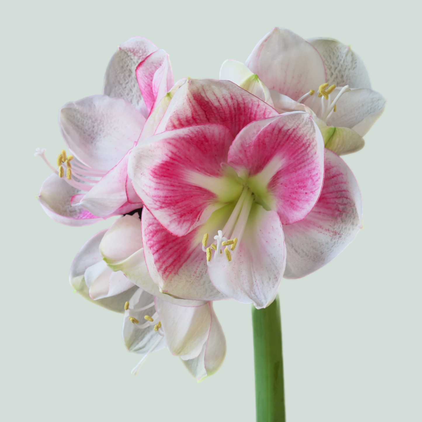 Amaryllis Exception (15 Stems)