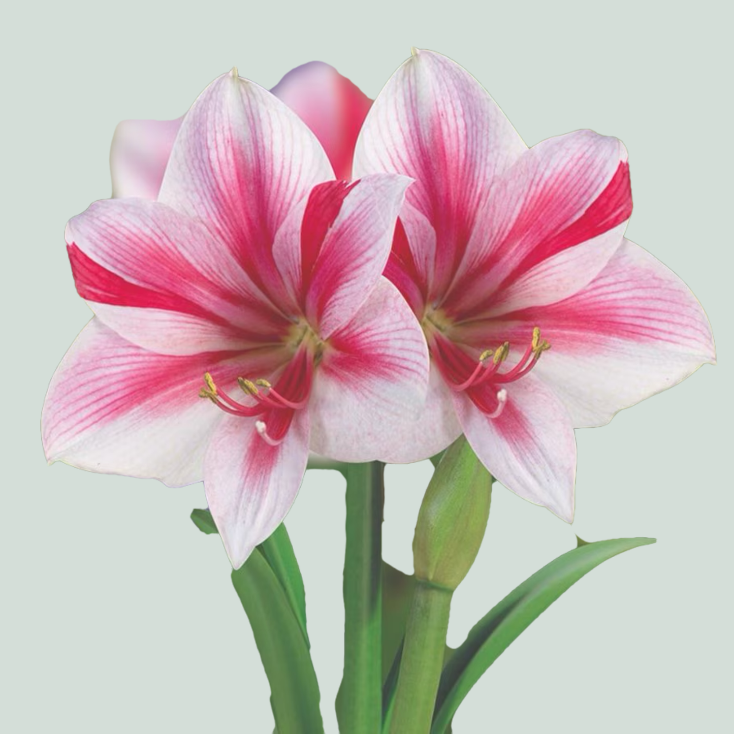 Amaryllis Gervase (15 Stems)